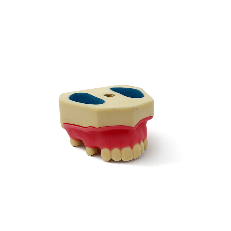 Upper Maxillary Typodont for Sinus Lift Practice Implant and Suture Bader