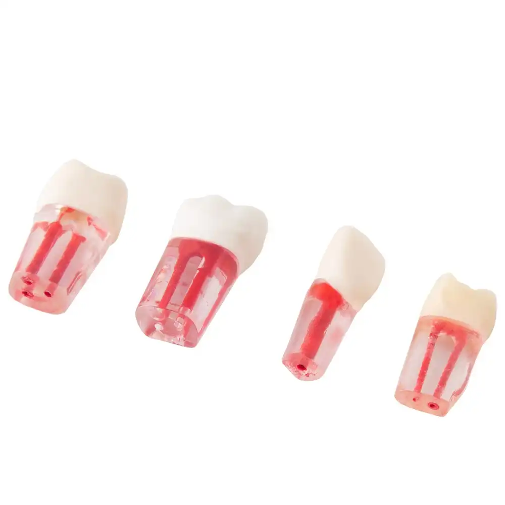 Set of Transparent Teeth for Endodontics Bader