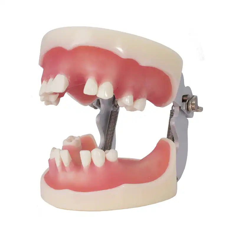 Typodont for Implantology with Articulator Bader