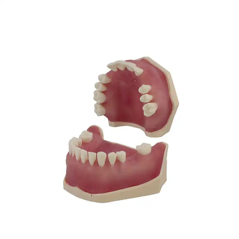 Surgery Typodont Bader