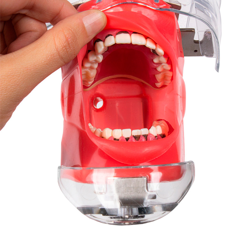 Fantoma Bader Periodontal