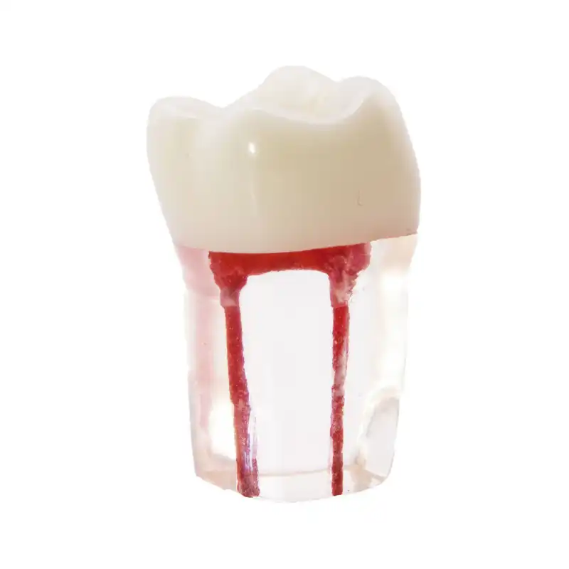 Molar with Root Canals Bader