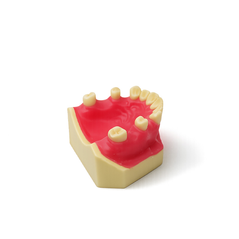 Upper Maxillary Typodont for Sinus Lift Practice Implant and Suture Bader