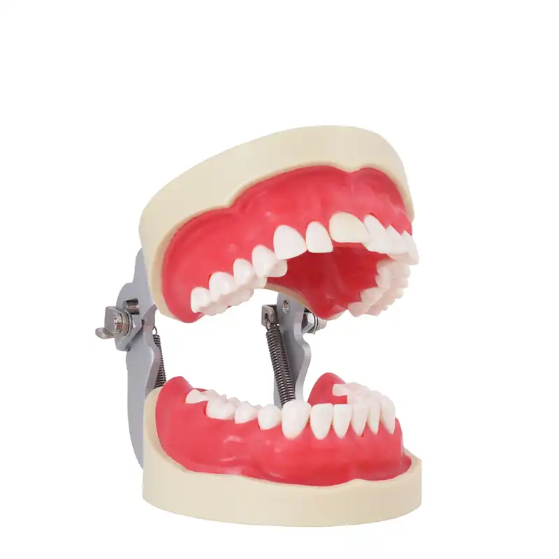 Bader Endodontics Typodont
