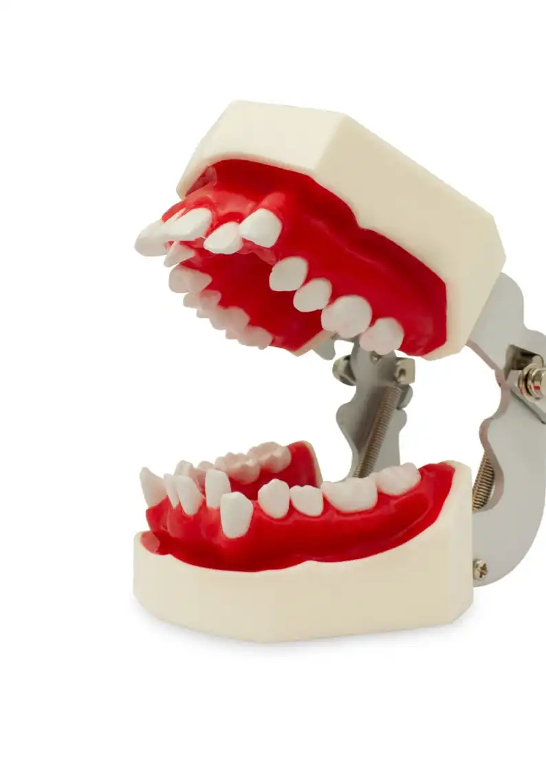 Tipodonto Cemented and Biomedical Orthodontics Bader