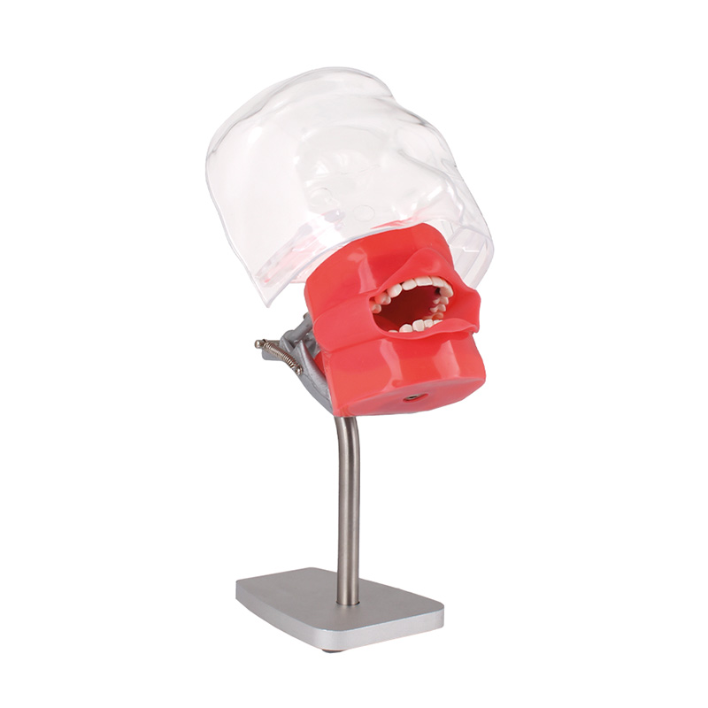 Periodontics Phantom Bader for Table