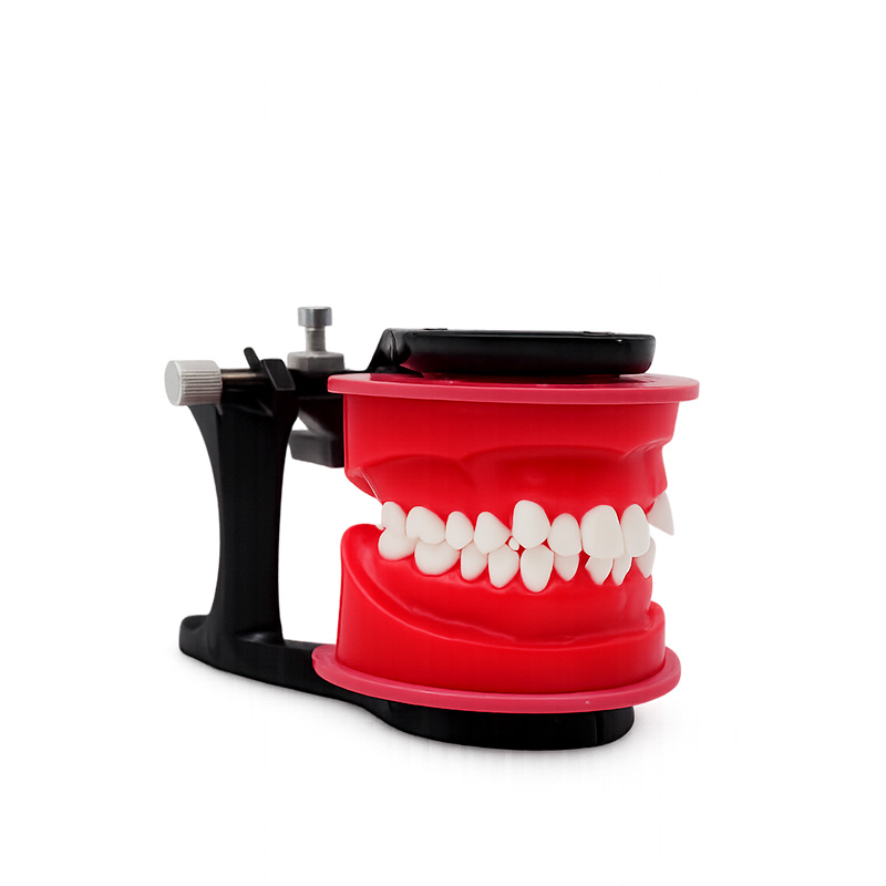 Reusable Occlusal Orthodontic Typodont Bader