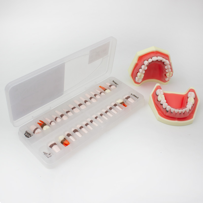 Bader Periodontics Typodont Teeth Replacement