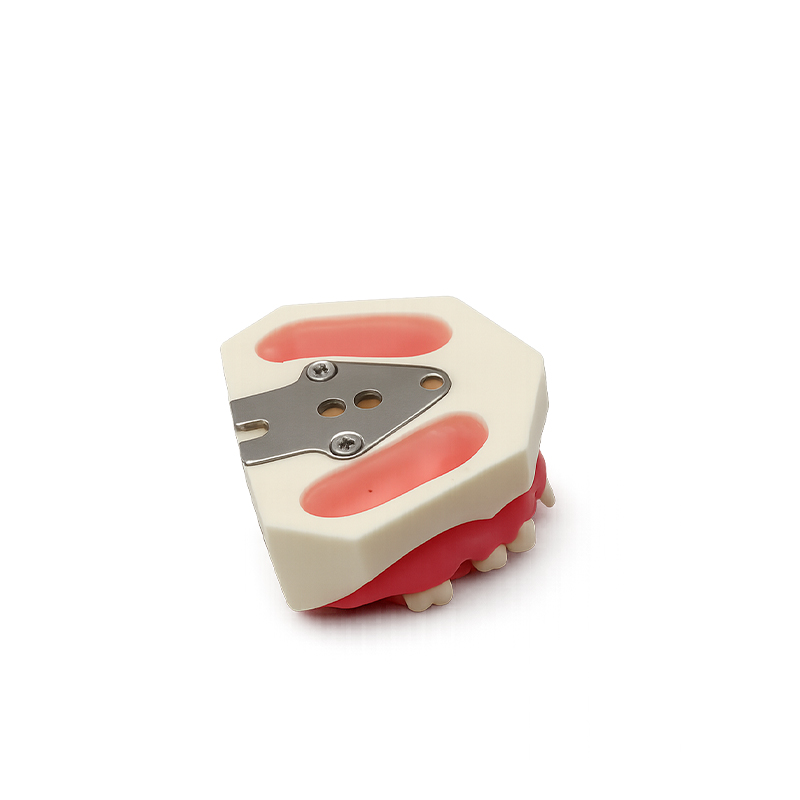 Practice Typodont for Sinus Lift with Gum Bader
