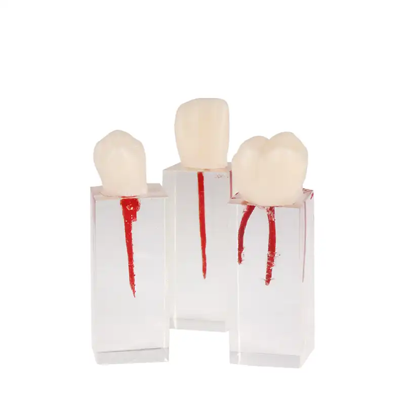 Endo Teeth Set for Practice Bader