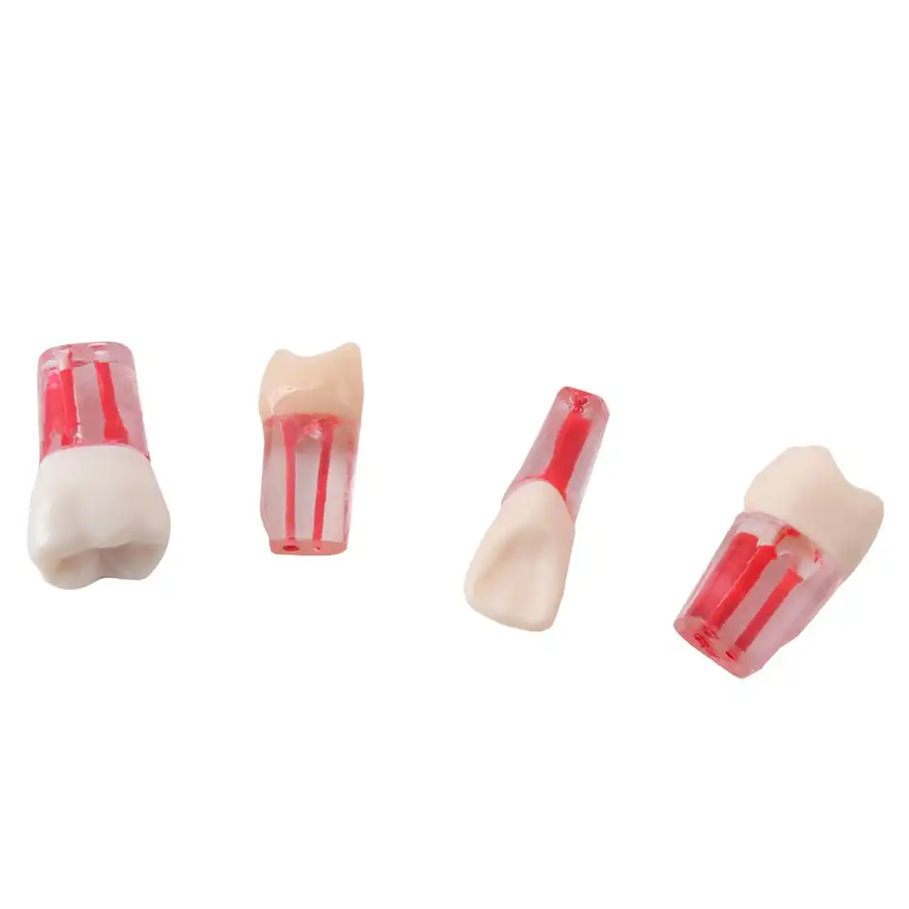 Set of Transparent Teeth for Endodontics Bader