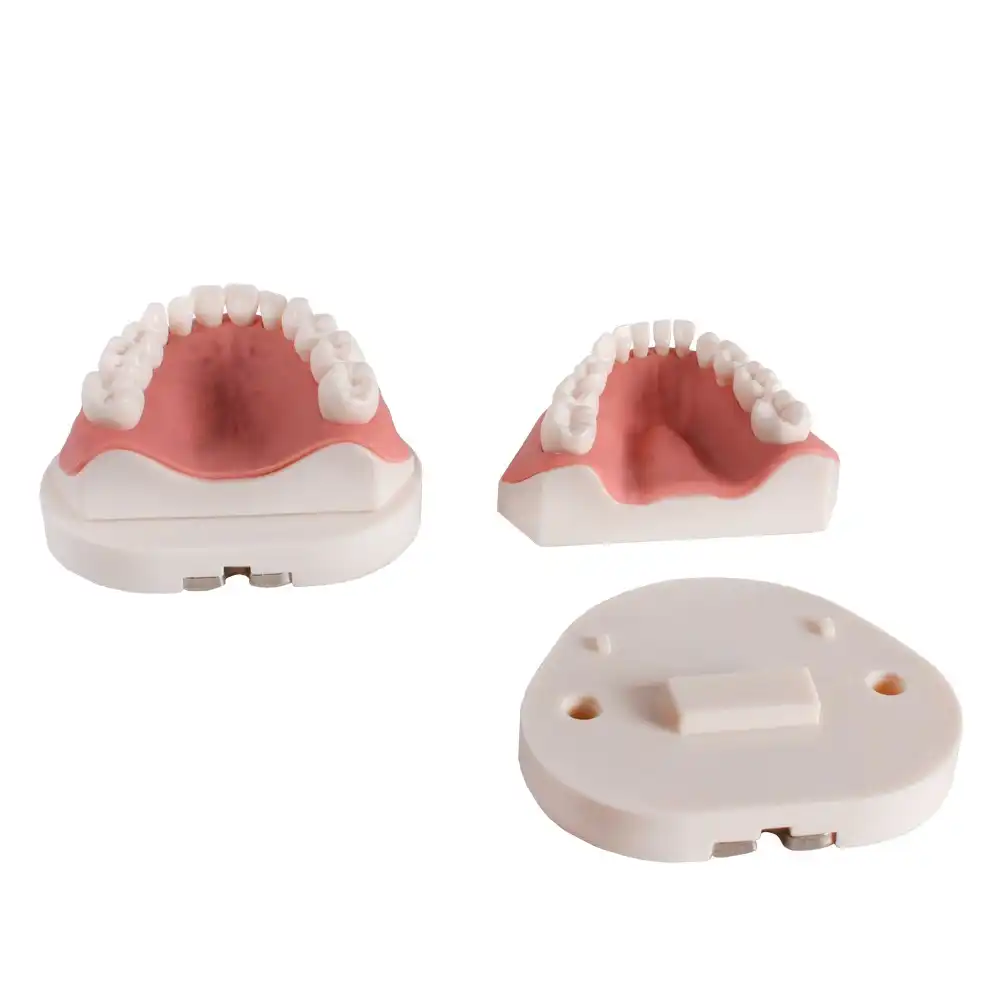 Child typodont AK6 Bader with base plate