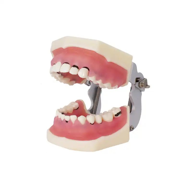 Periodontics Typodont with articulator Bader