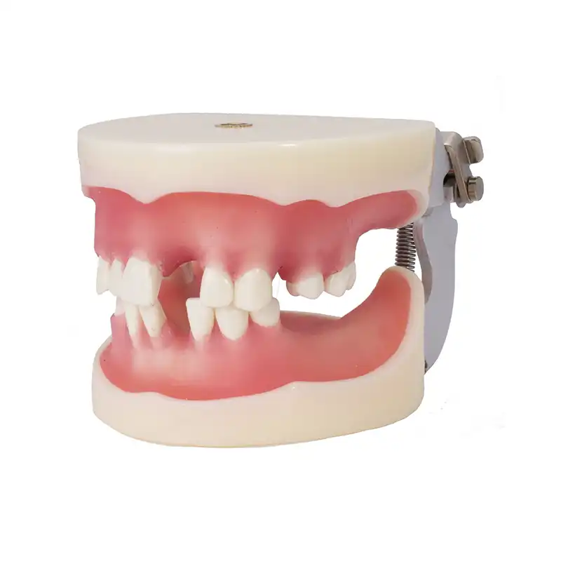 Typodont for Implantology with Articulator Bader