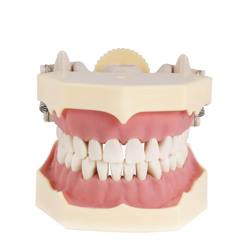 Tipodonto Bader AG3 Adult with Articulator
