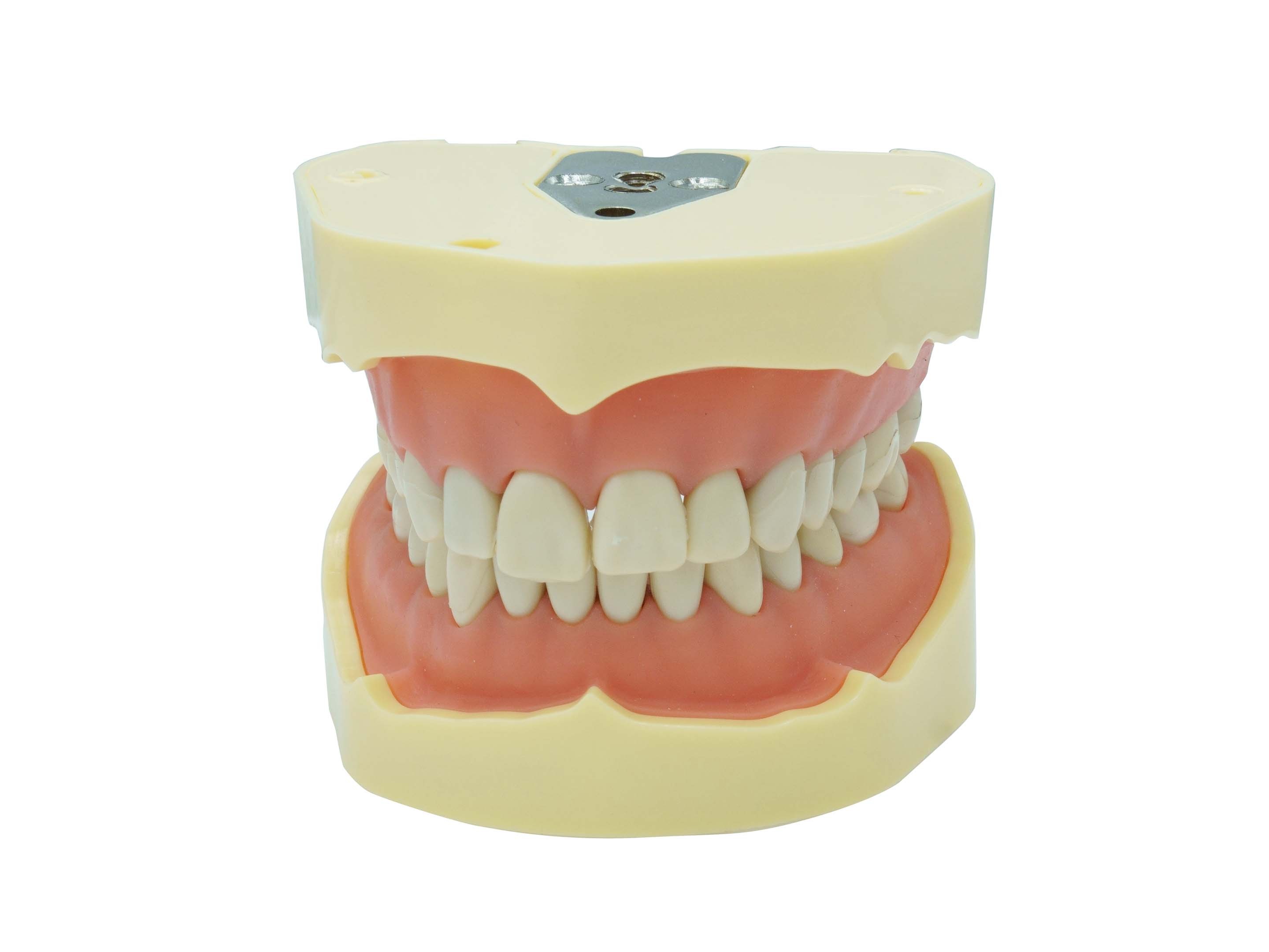 MANDIBLE FOR STUDY MODELS