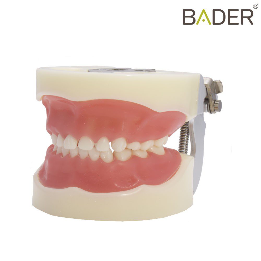 Child typodont Nissin® type Bader