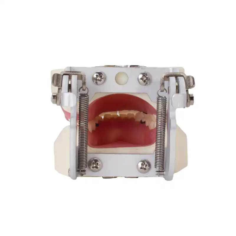 Periodontics Typodont with articulator Bader
