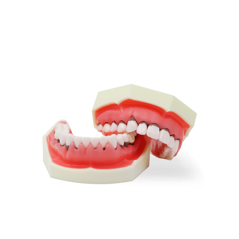 Periodontal typodont without Bader articulator