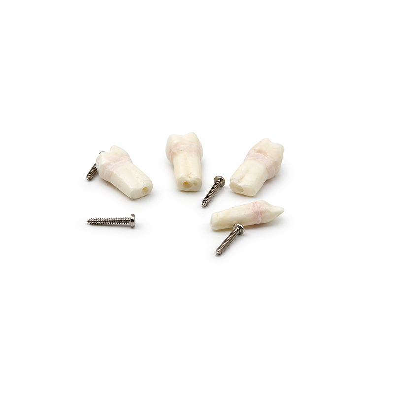 Pulpotomy Teeth Set for AK6 Bader