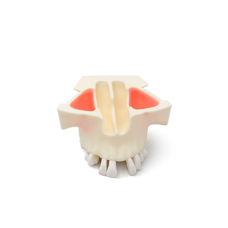 Bader Typodont for Maxillary Sinus Lift Practice in Implants with Zygomatic Bone
