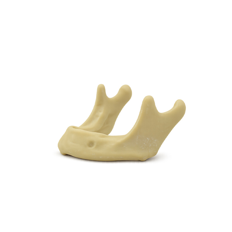 Lower Jaw without Gum for Surgical Practice Bader