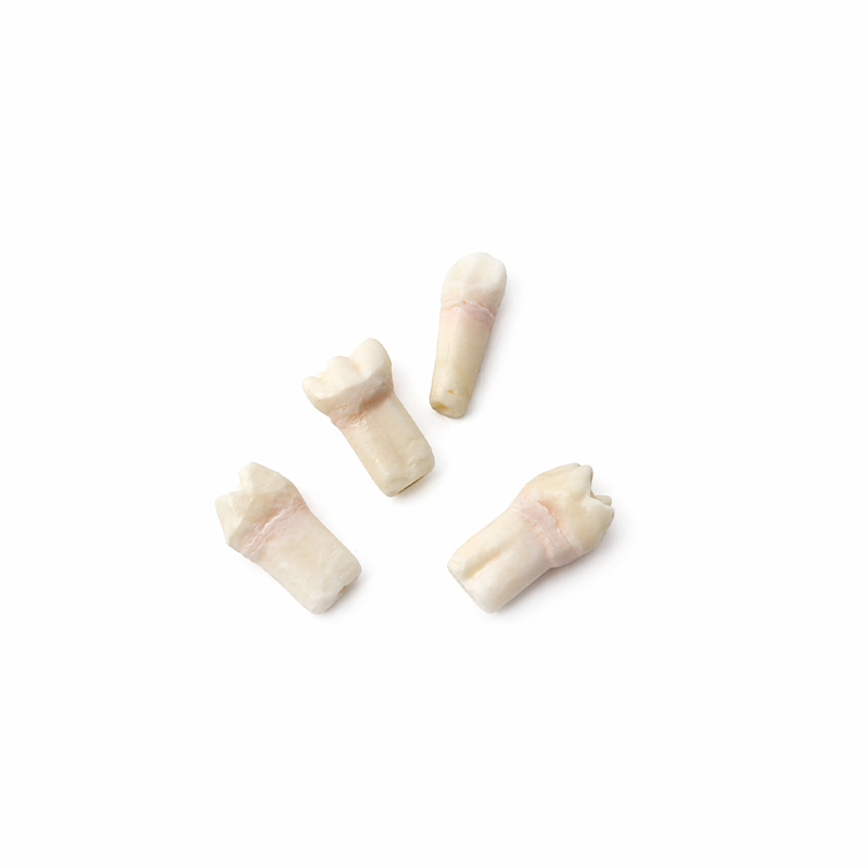 Pulpotomy Teeth Set for AK6 Bader