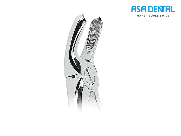 Upper molar apex (0100-18A)
