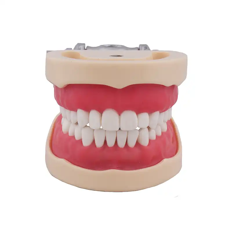 Typodont Compatible with Columbia 860 and Nissin® Adult Bader