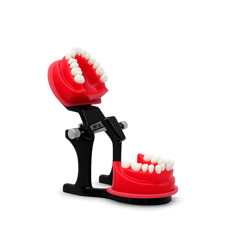 Reusable Occlusal Orthodontic Typodont Bader