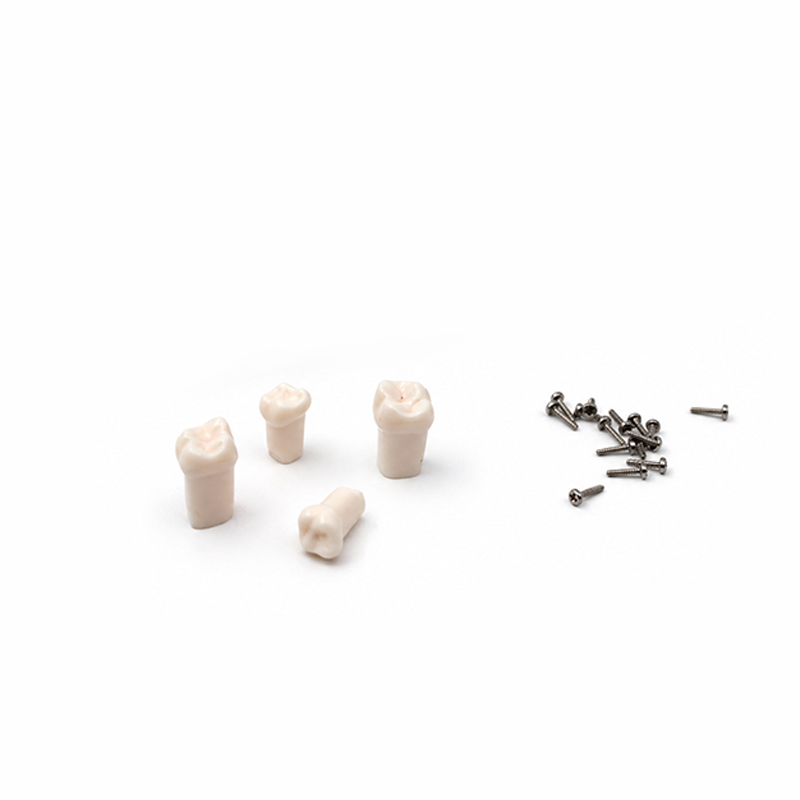 Replacement Teeth for Typodont type Nissin Pediatric Bader