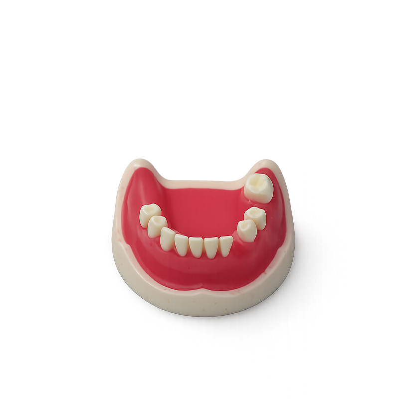 Bader Practice Model for Surgery and Sinus