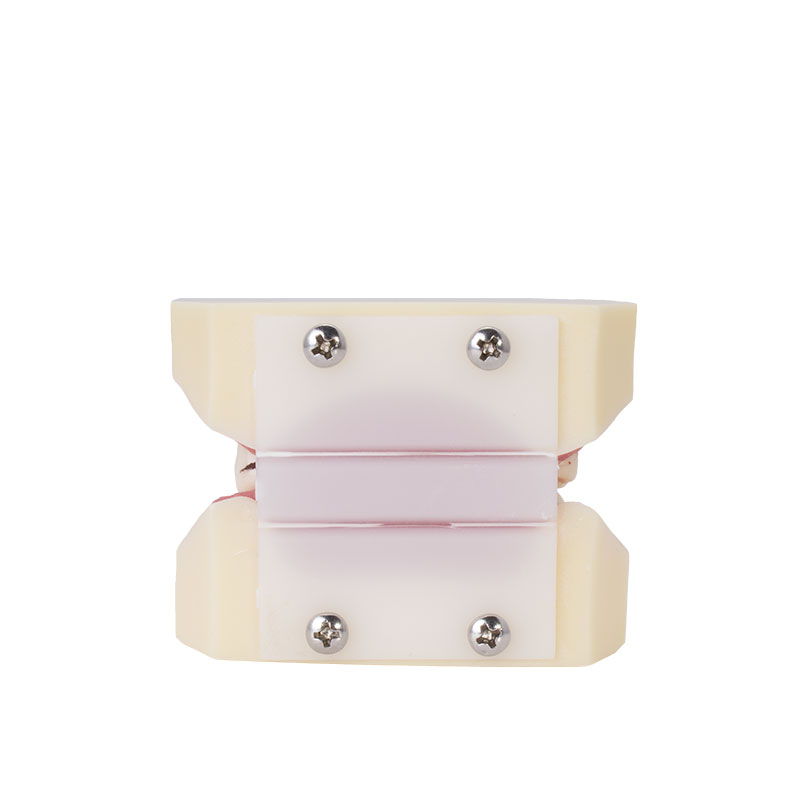 Bader periodontics model