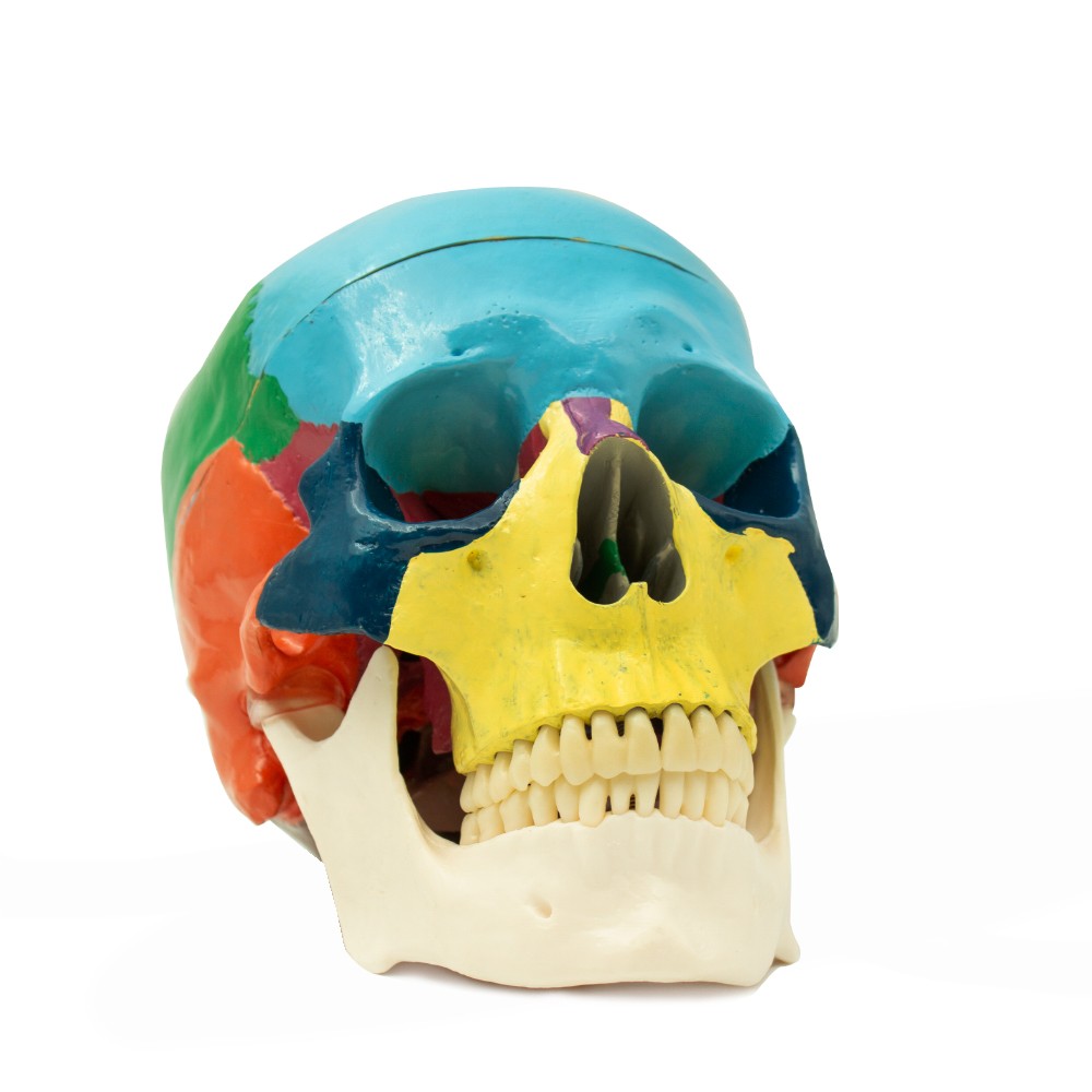 Educational Human Skull with Occlusion Mechanism scale 1:1 Bader