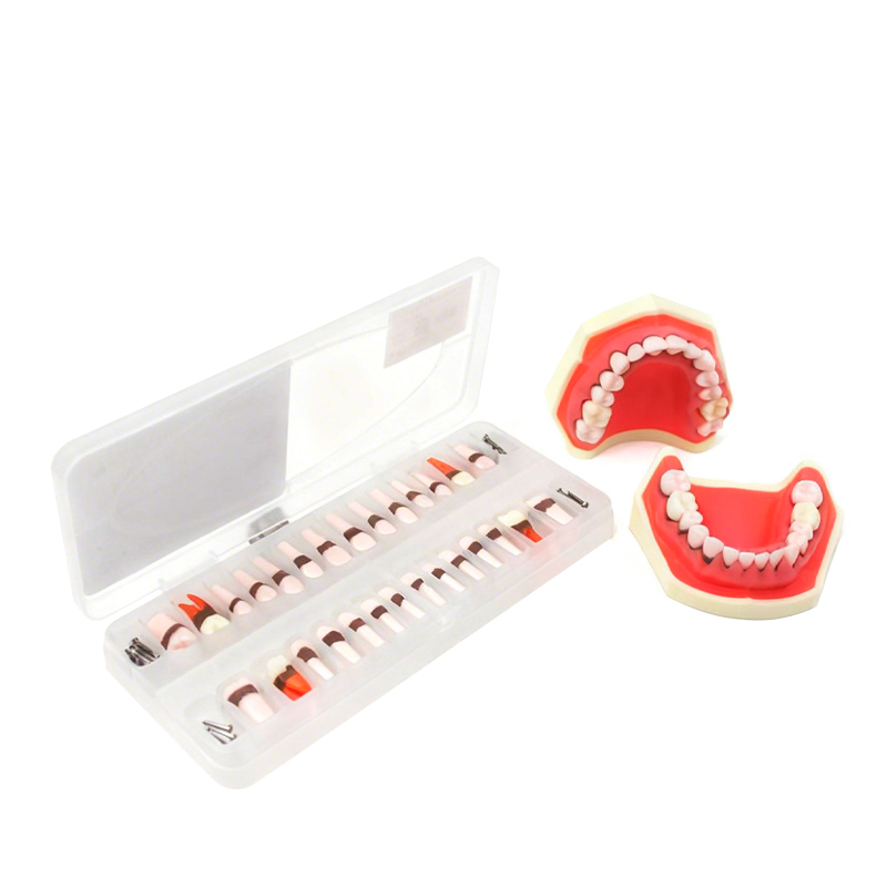 Periodontal typodont without Bader articulator