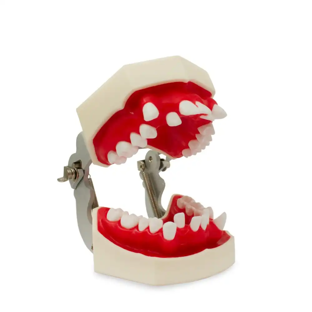 Tipodonto Cemented and Biomedical Orthodontics Bader