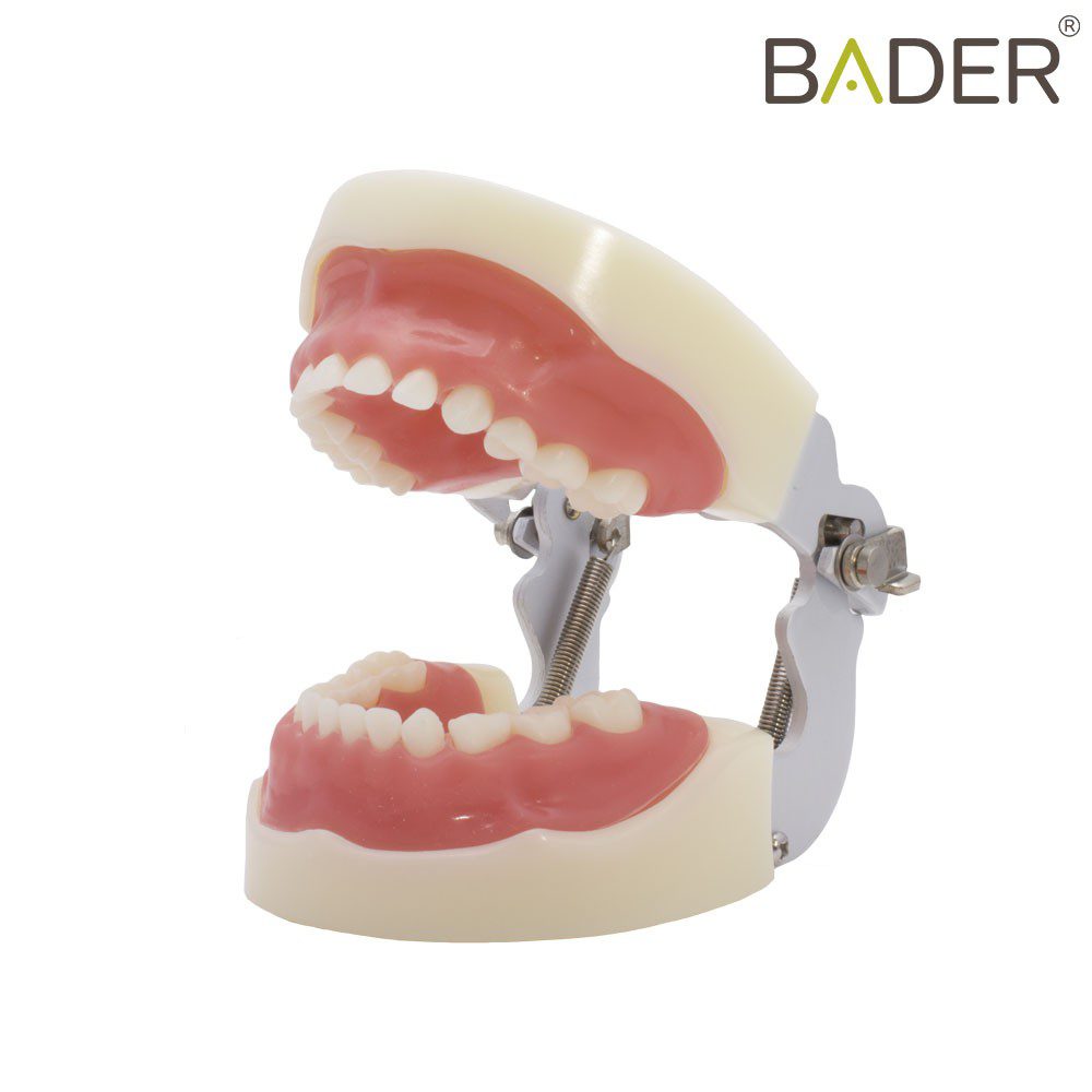 Child typodont Nissin® type Bader